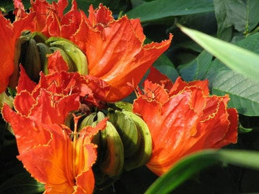 15 Red AFRICAN TULIP TREE (Fire Tree / Flame of the Forest / Fountain Tree) Spathodea Campanulata Seeds